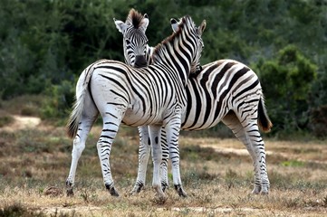 Fototapeta na wymiar Zebras Grooming