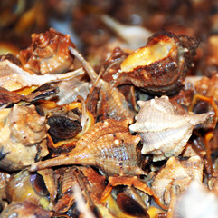 MOLUSCOS, CONCHAS, CARACOLAS