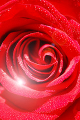 ROSAL CON DESTELLO DE LUZ