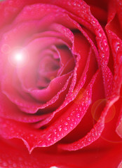 ROSAL ROJO CON ROCÍO