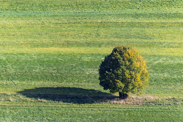 Tree on green meadow