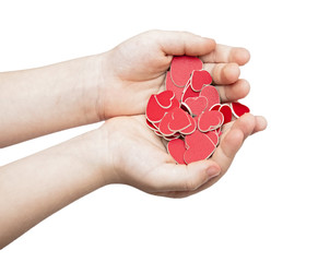 hands hold a many red hearts on white background