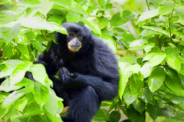 Siamang Gibbon