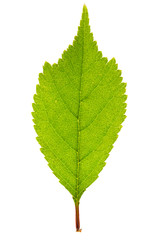 Sakura leaf isolated