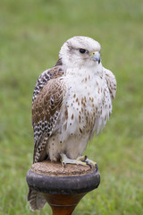 Gerfalke - Falco rusticolus