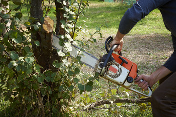 man without the necessary protection, cuts tree with chainsaw