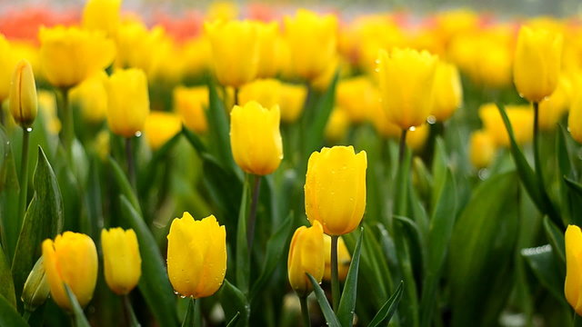 Yellow tulips growing in garden on bokeh background