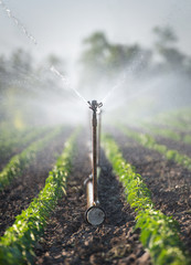 irrigation of vegetables