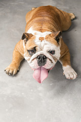 bulldog lying down panting