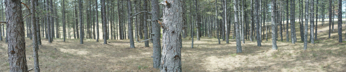 forest on a summer day