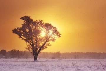 Fototapeta na wymiar samotne drzewo w śniegu w porannych