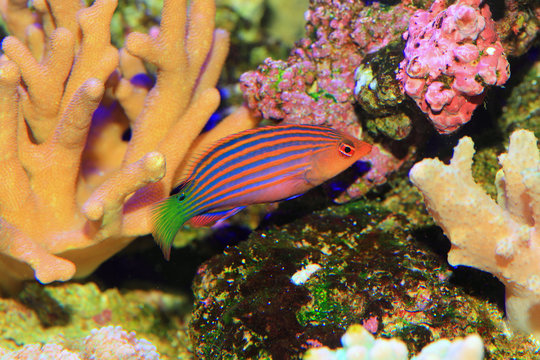 Sixline or Sixstripe Wrasse in Japan
