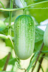 Green cucumber on tree