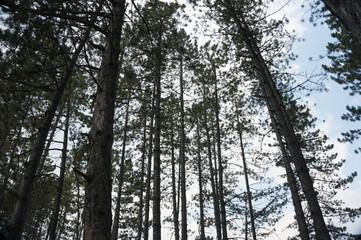 Obraz premium forest