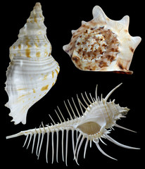 seashell on a black background © andrey7777777