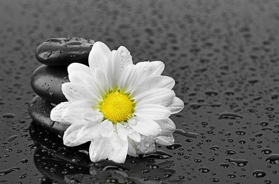 Fototapeta black stones and white flower with water drops