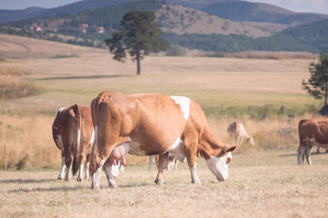 cows