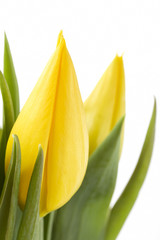 Close up yellow tulips on a white background