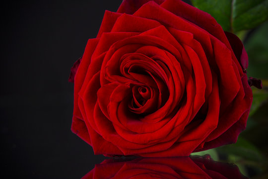 Natural red roses background