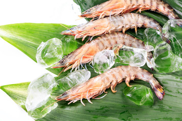 Japanese tiger prawn /  Kuruma prawn on green leaf with Ice