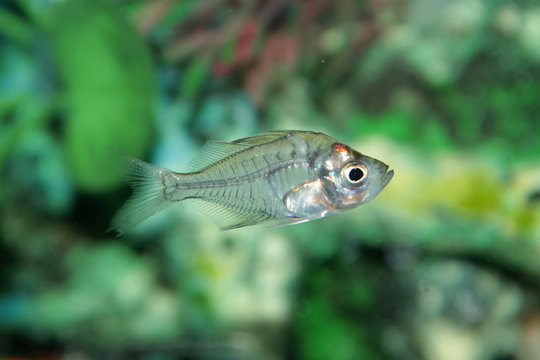 Indian Glass Perch (Chanda ranga) aquarium fish