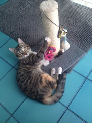 Gatto