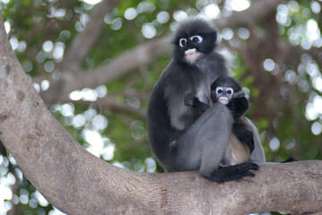 Monkey mother and son ( Presbytis Obscura Reid ).