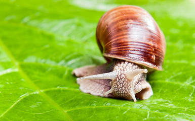 Grapevine snail