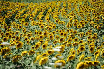 sunflowers