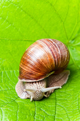 Grapevine snail