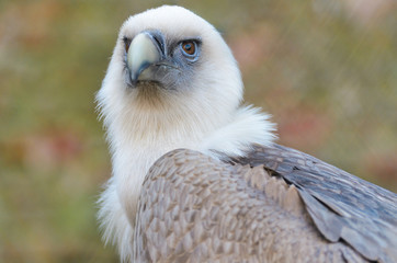 Griffon Vulture
