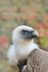 Griffon Vulture