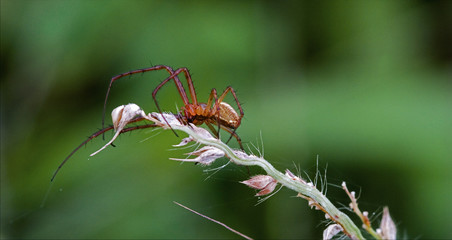 flower web pisauridae pisaura