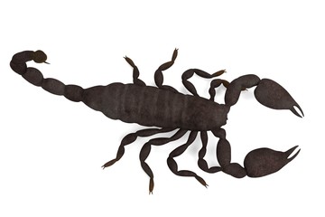 realistic 3d render of black emperor