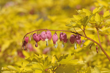Dicentra spectabilis