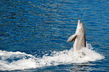 Dolphin jumping