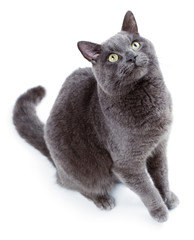 Fototapeta premium Green eyed Maltese cat also known as the British Blue