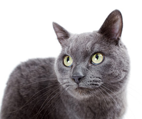 Green eyed Maltese cat also known as the British Blue