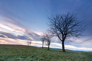 Fototapeta premium trees and sky