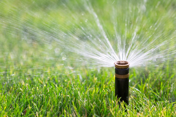 Sprinkler watering grass - obrazy, fototapety, plakaty