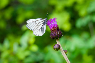 Butterfly on the flower
