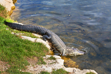 Alligator
