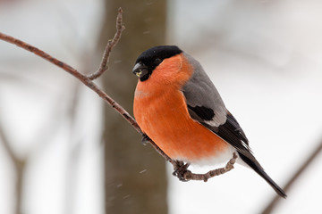 Bullfinch in winter day