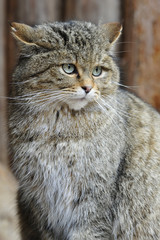 Wildkatze Porträt