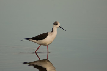 cavaliere d'italia (Himantopus himantopus)