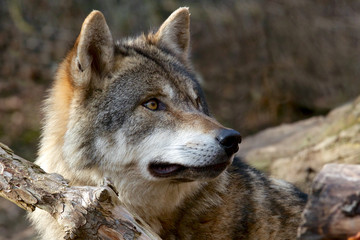 Naklejka na ściany i meble Szary Wilk - Canis Lupus