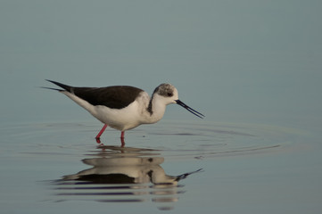 cavaliere d'italia (Himantopus himantopus)