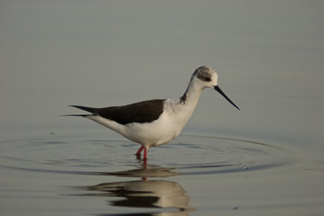 cavaliere d'italia (Himantopus himantopus)