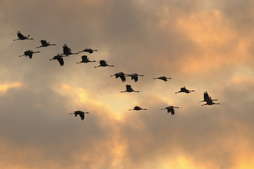 Fototapeta premium Common cranes in flight
