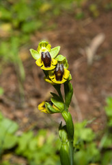 Ophrys lutea